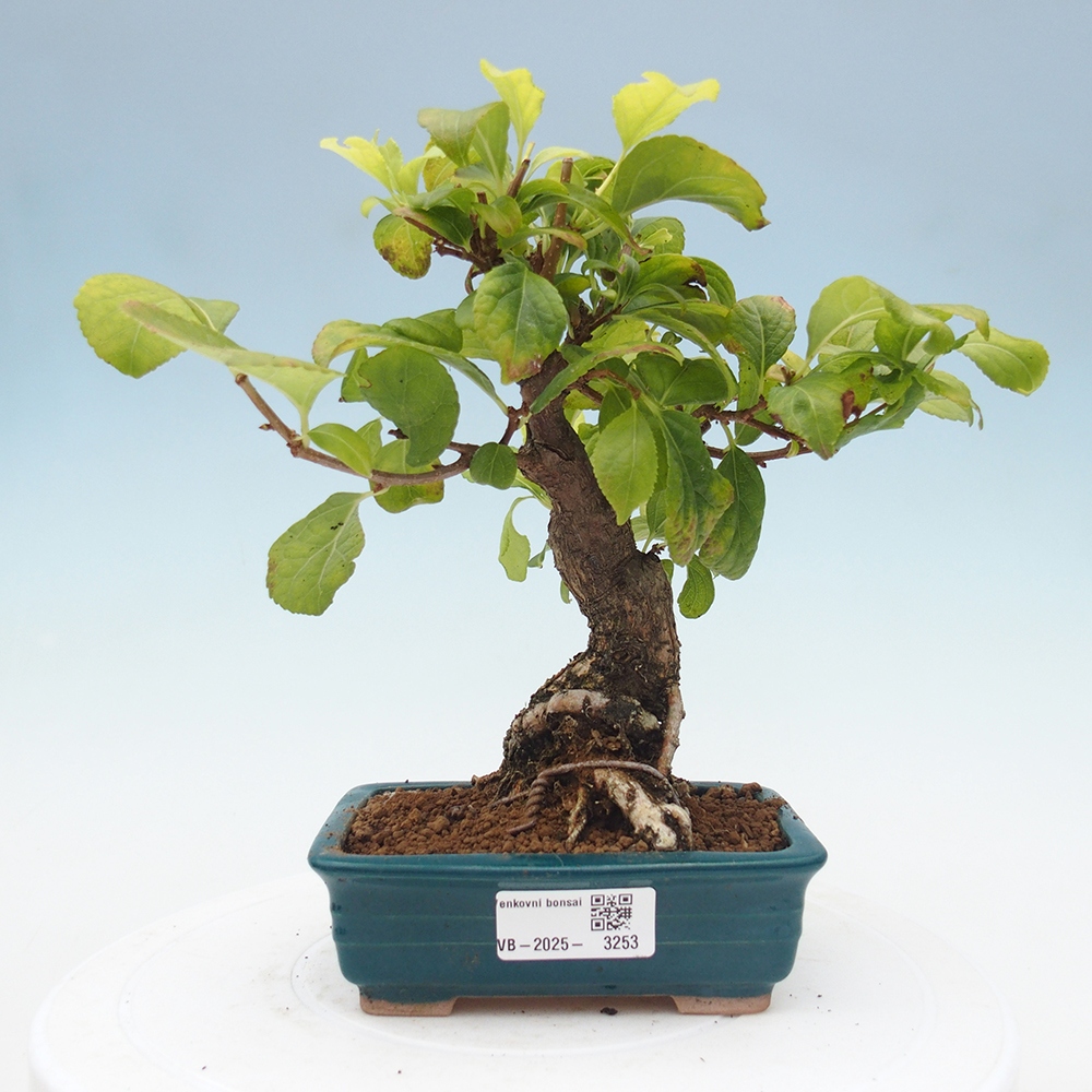 Outdoor bonsai - Celastrus Jesenec