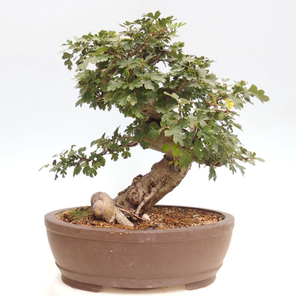 Outdoor bonsai - Pink hawthorn, full-flowered - Crataegus 