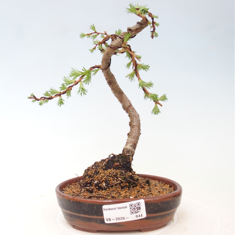 Outdoor bonsai - Larix Kaempferi - Japanese Larch