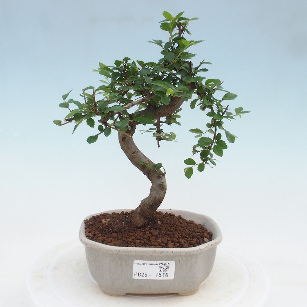 Room Malolistý elm bonsai