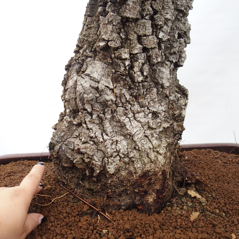 Yamadori - Quercus Ilex - Oak holly