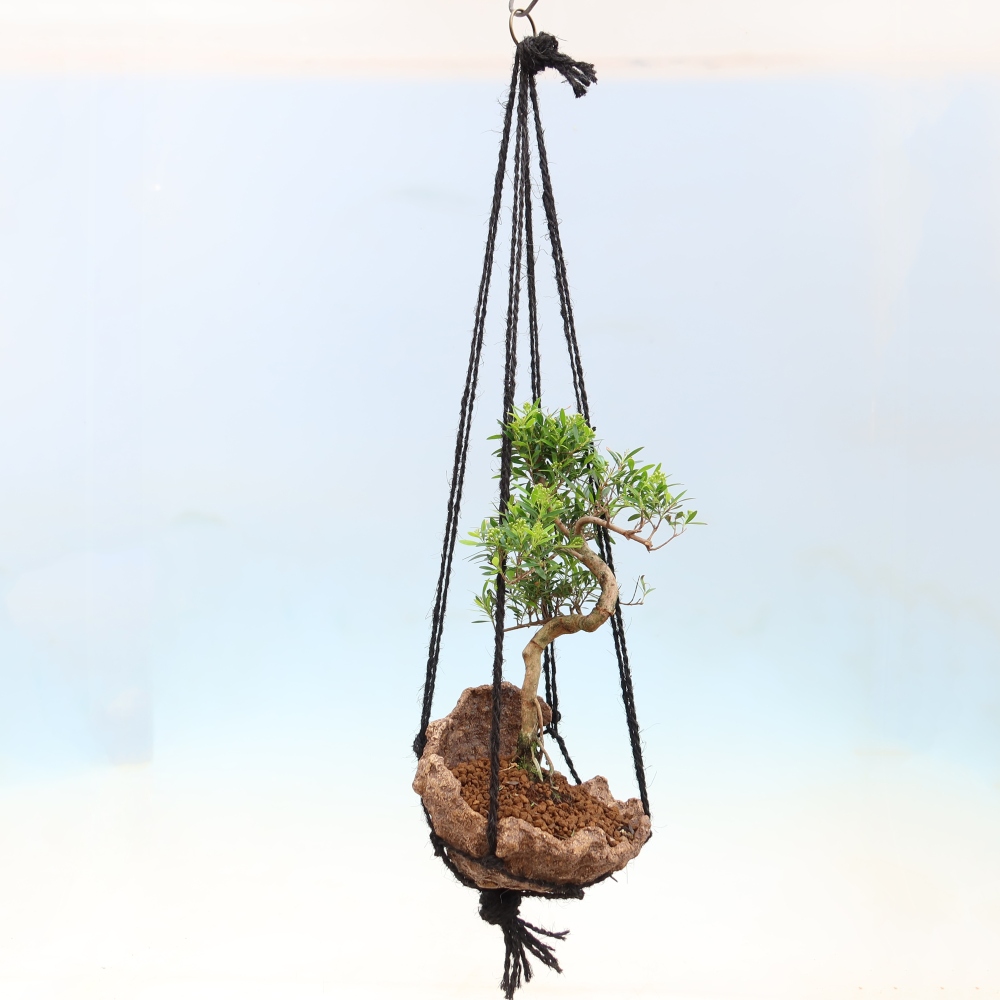 Kokedama in a Ceramic Pot - Syzygium - Pimento Tree