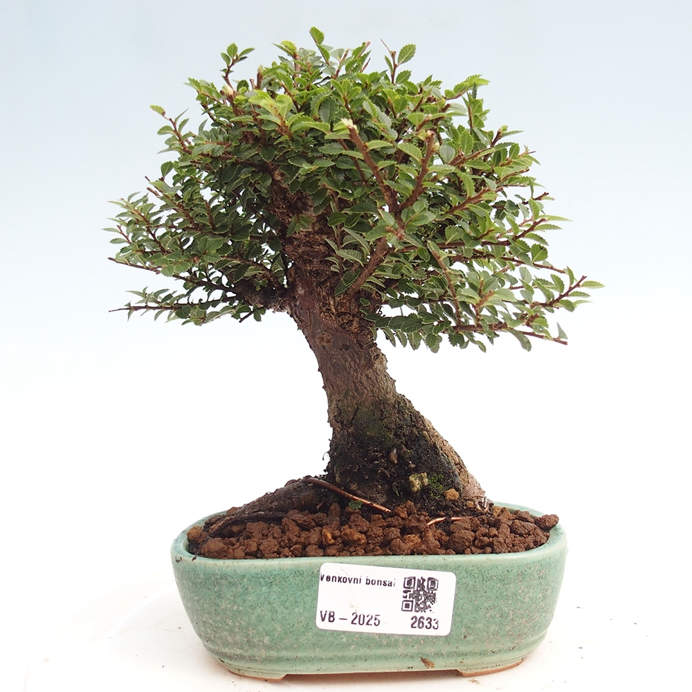 Outdoor bonsai - Ulmus parvifolia Hokkaido - Chinese elm