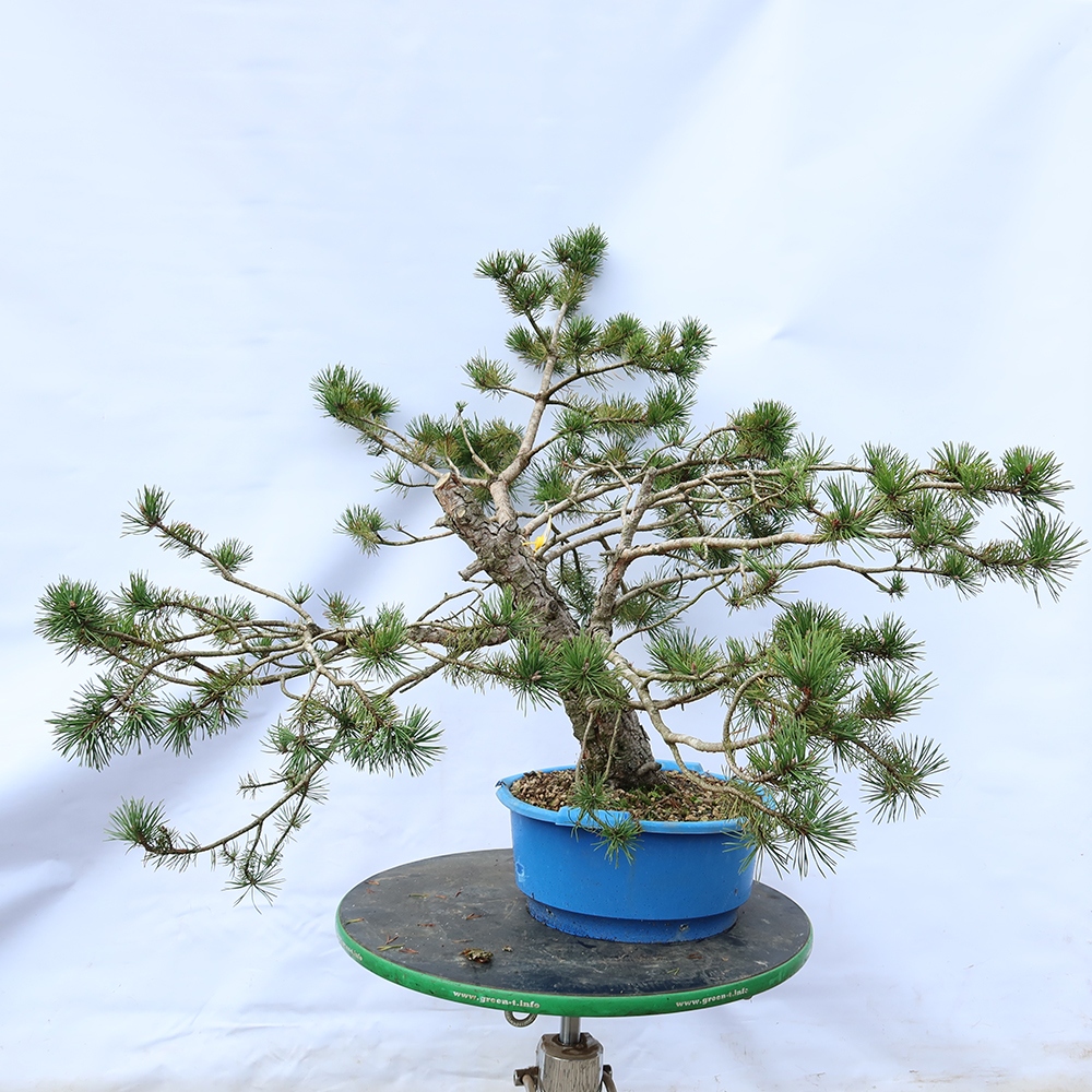 Pinus sylvestris Spain - Scots pine