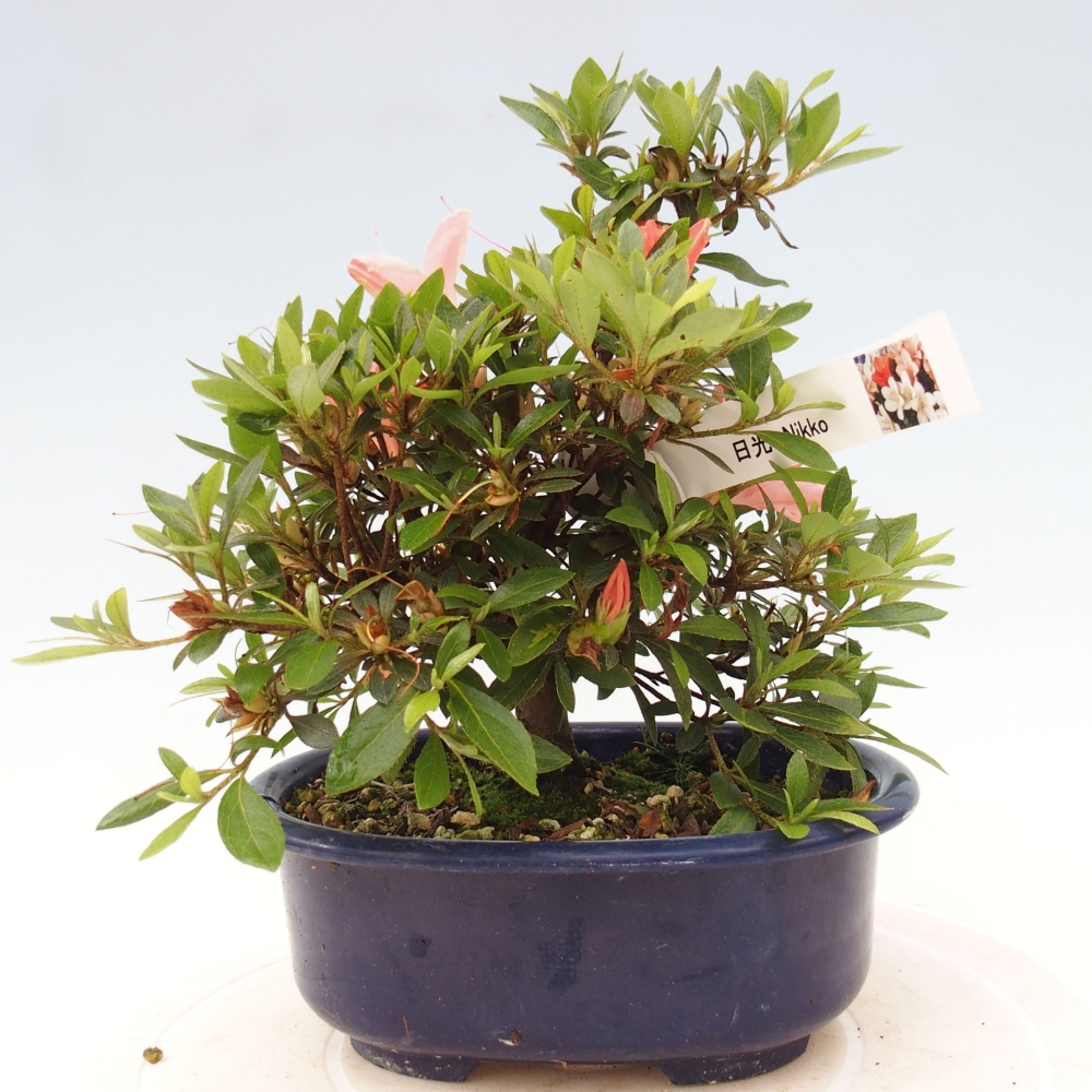 Outdoor bonsai - Japanese azalea - Azalea Nikko