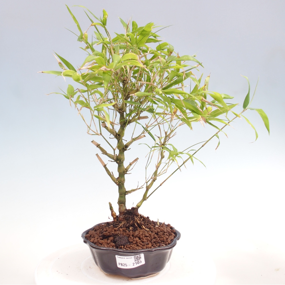 Indoor bonsai - Bamboo Buddha-Bamboo Buddha's belly