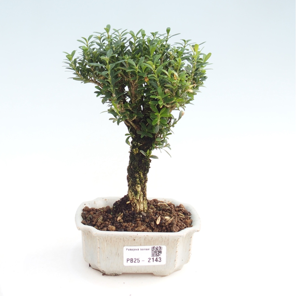 Room bonsai - Buxus harlandii - cork buxus