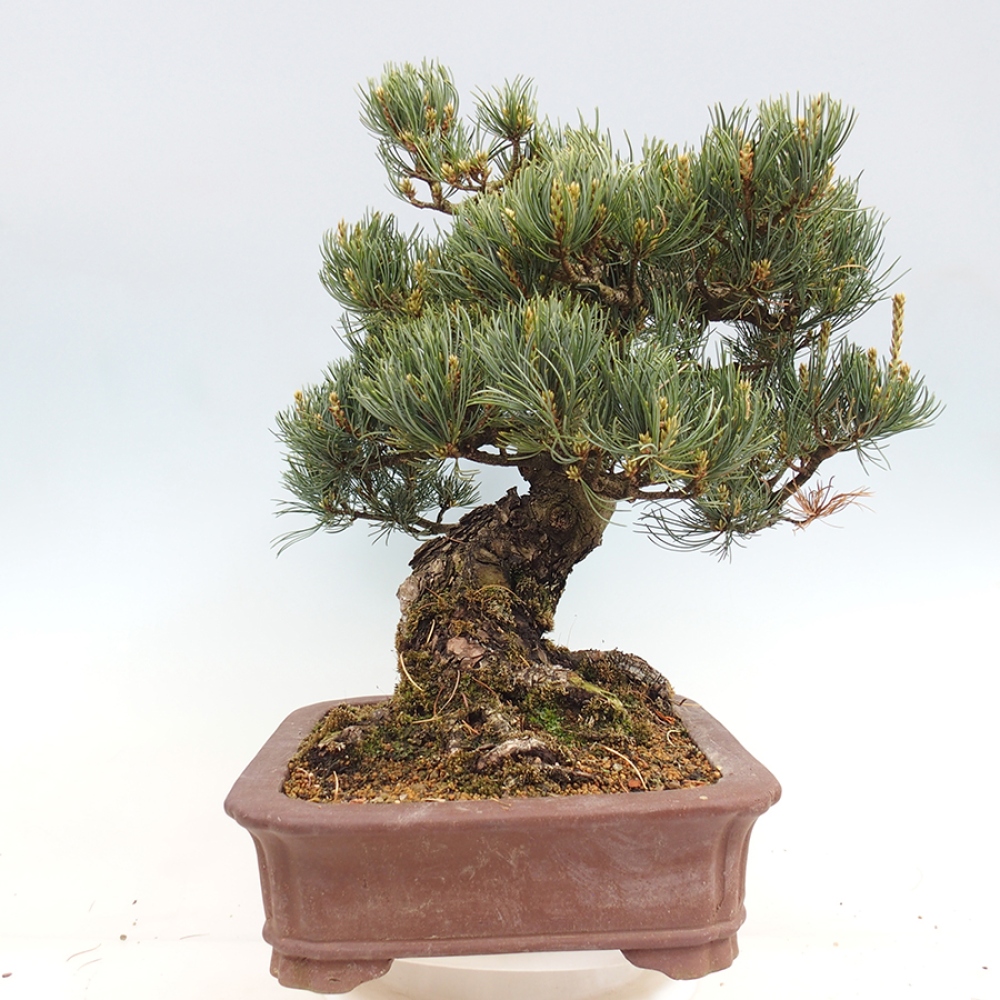 Outdoor bonsai - Pinus parviflora - Pinus parviflora