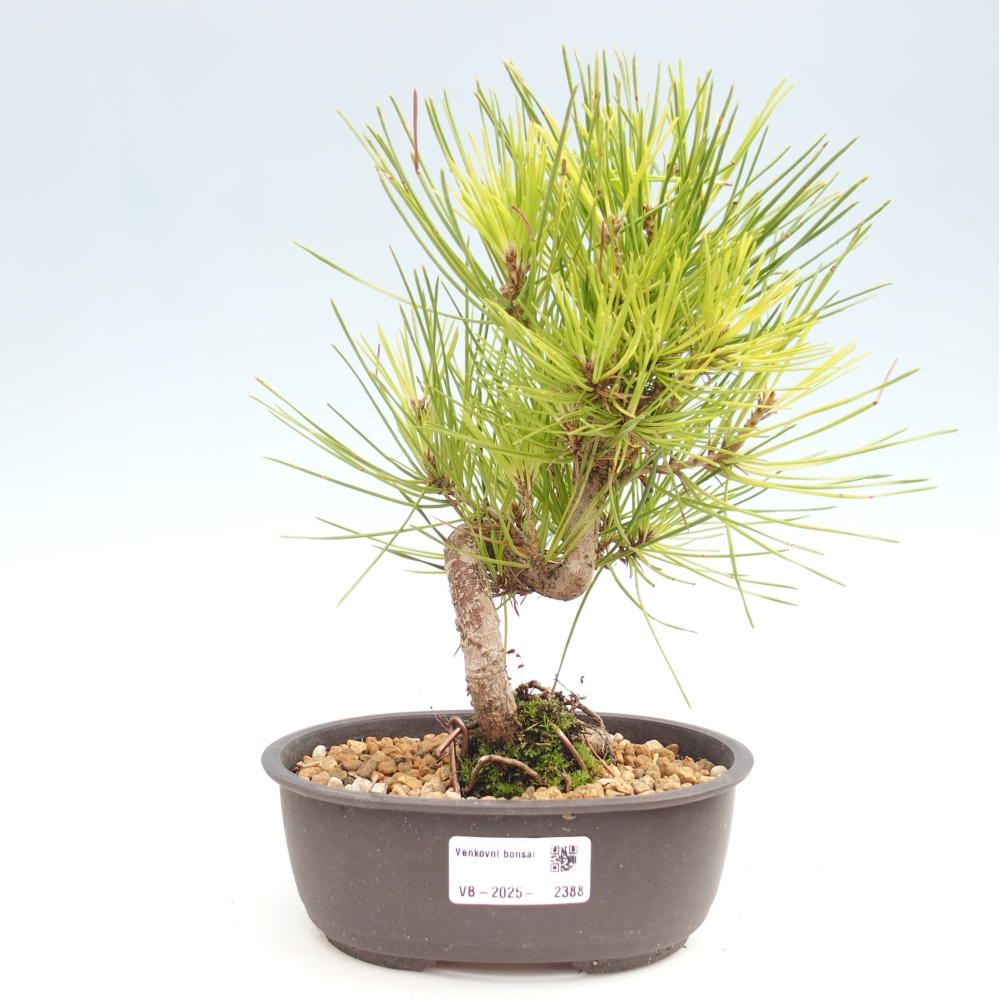 Outdoor bonsai - Pinus thunbergii - Thunbergia pine