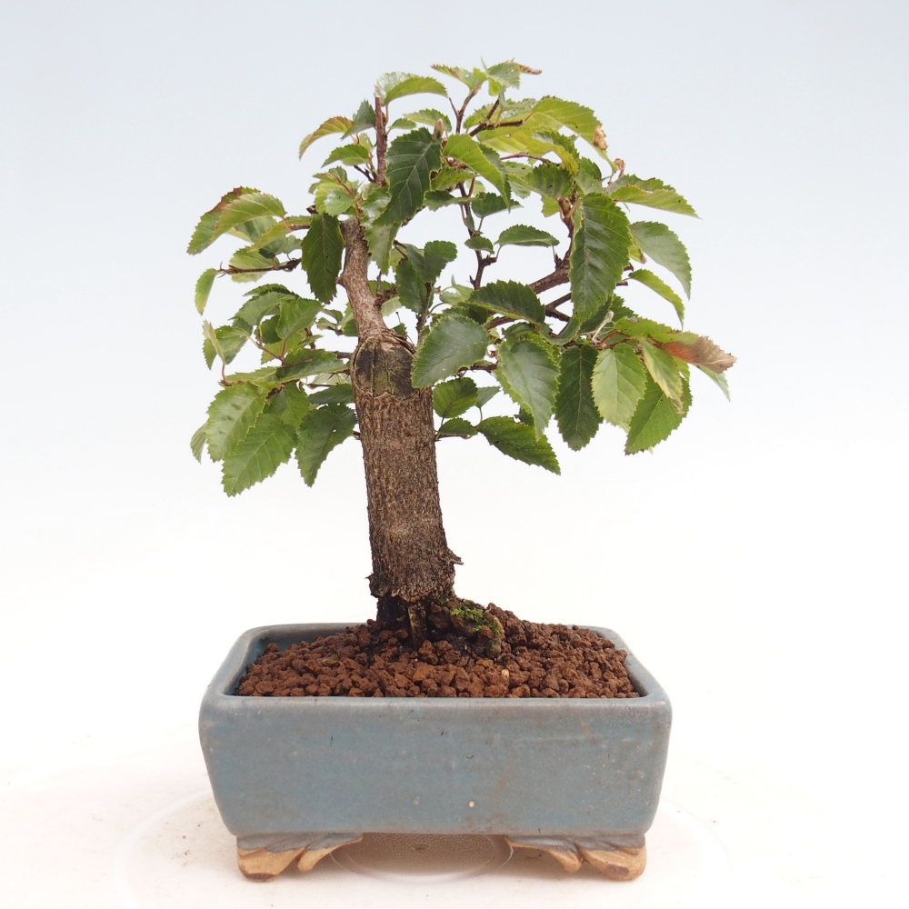 Outdoor bonsai -Carpinus CARPINOIDES - Korean Hornbeam