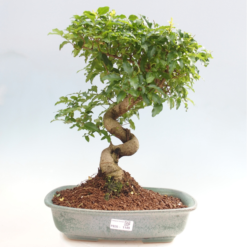 Room bonsai -Ligustrum chinensis - Birds Beak