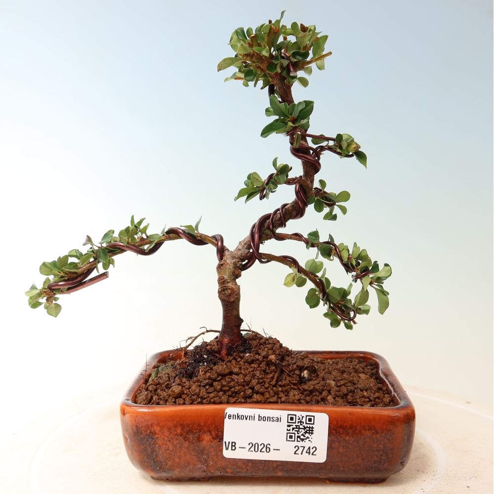 Outdoor bonsai - Cotoneaster horizontalis - Rocky Mountain
