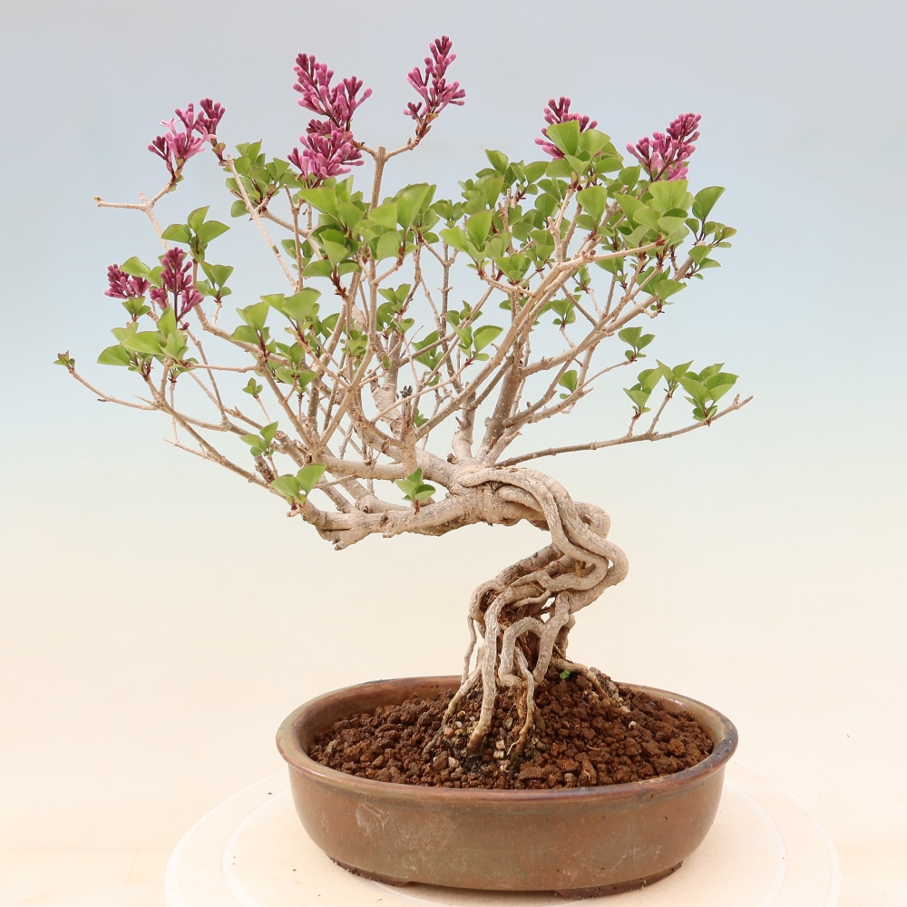 Outdoor bonsai - Syringa microphylla - small-flowered lilac