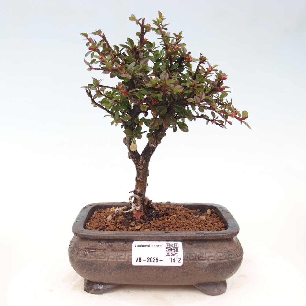 Outdoor bonsai - Cotoneaster horizontalis - Rocky Mountain