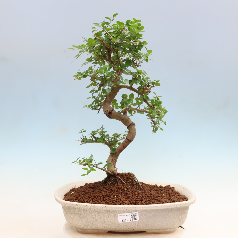 Room bonsai -Ligustrum retusa - small-leaved bird's beak