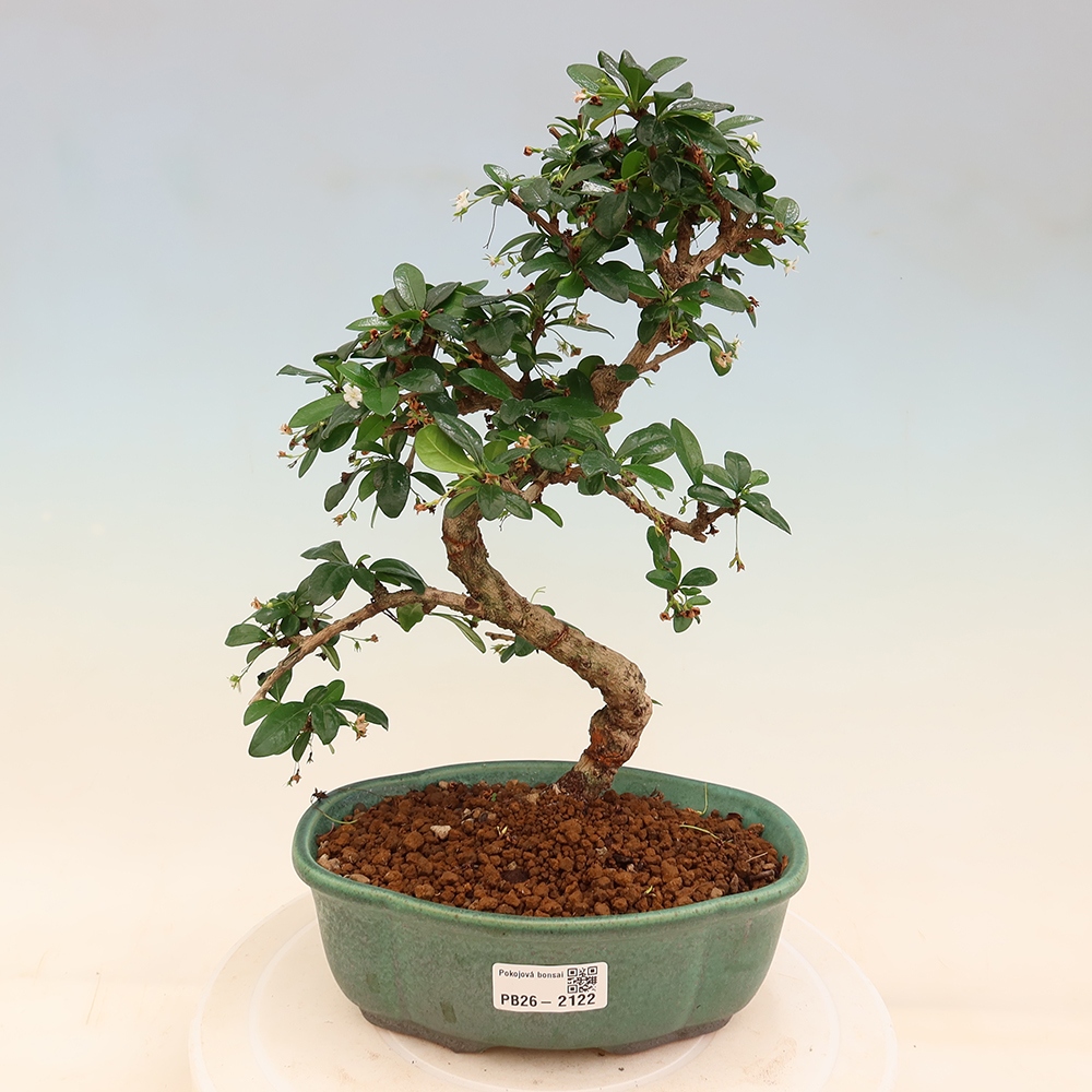 Room bonsai - Carmona macrophylla - Tea fuki