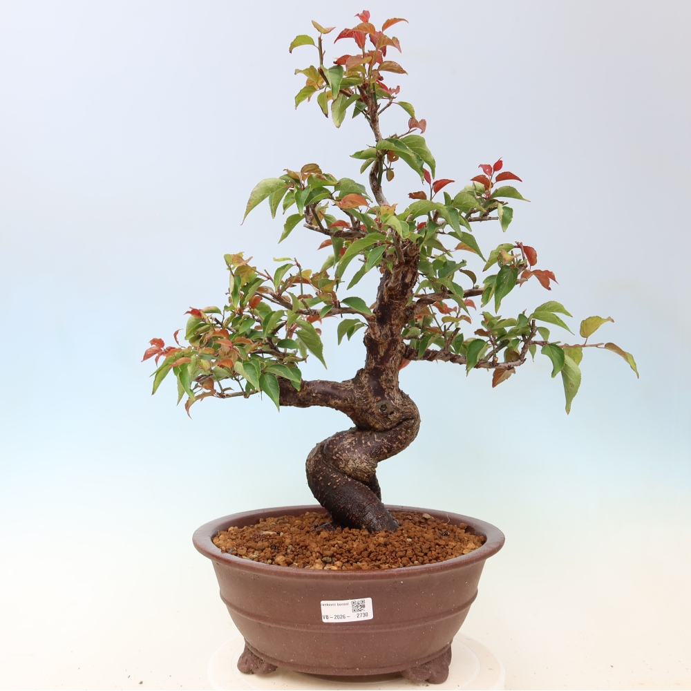 Outdoor Bonsai - Japanese Apricot - Prunus Mume