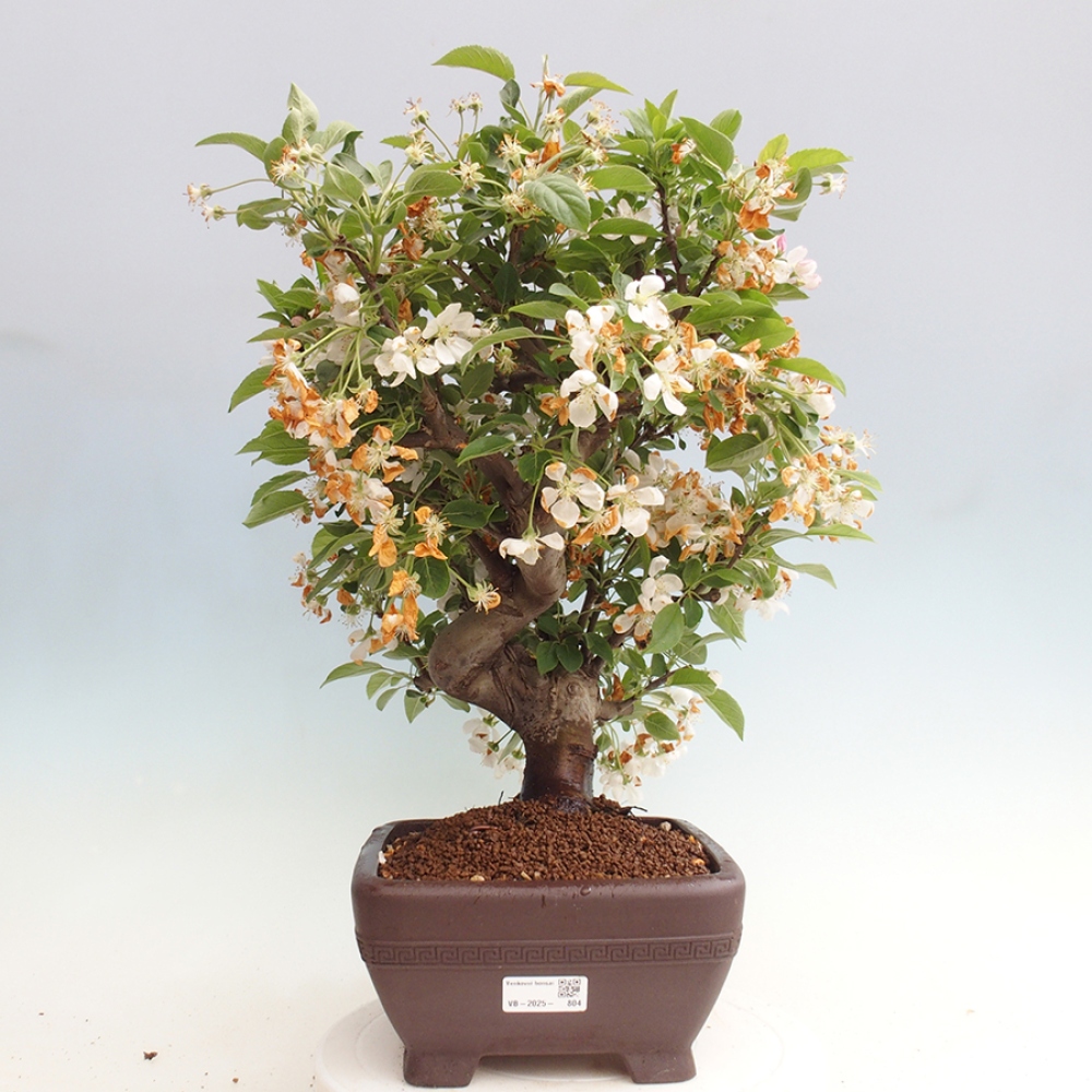 Outdoor bonsai - Malus halliana - Small-fruited apple tree