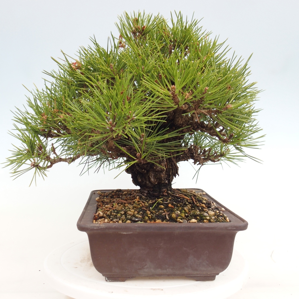 Outdoor bonsai - Pinus thunbergii - Thunberg pine
