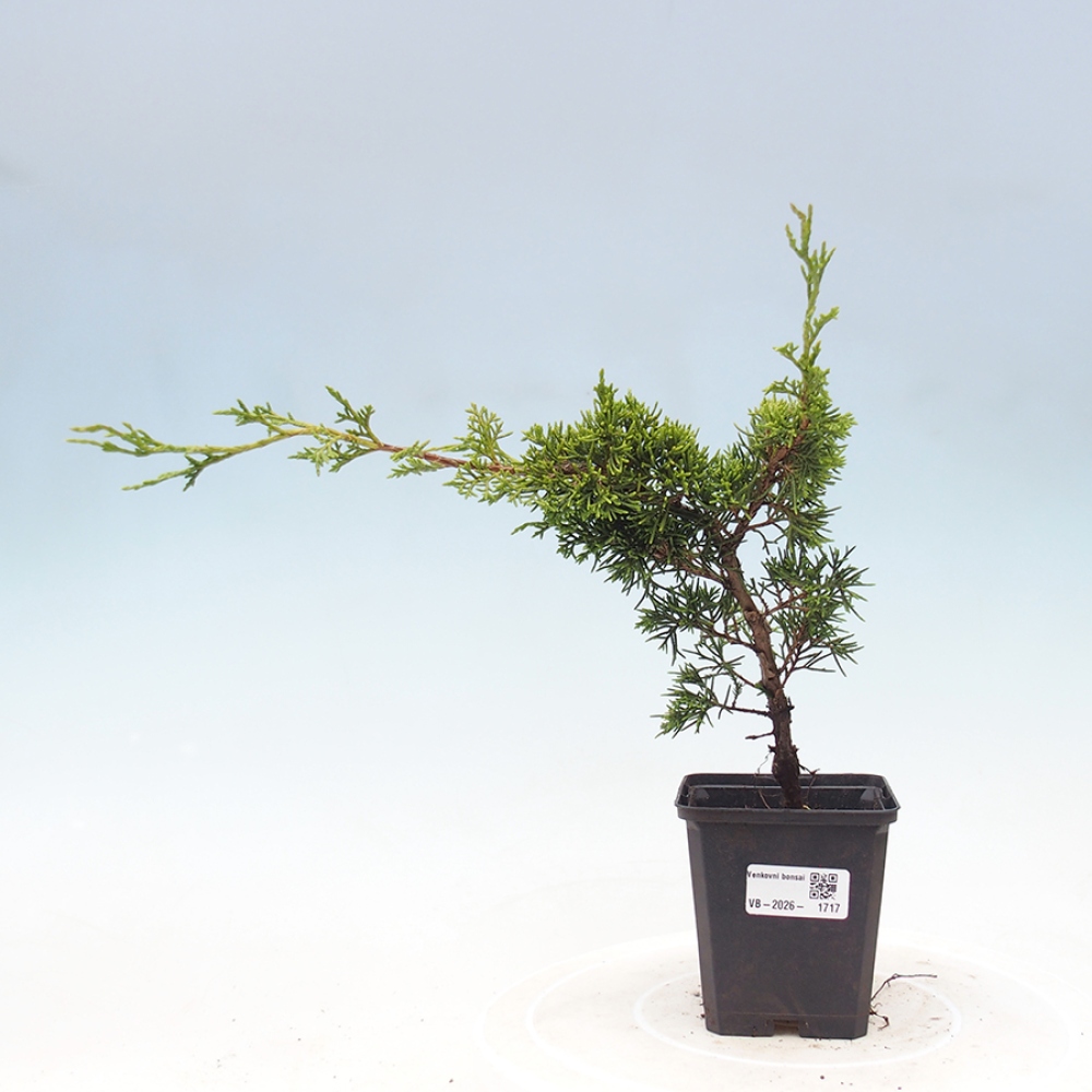 Outdoor bonsai - Juniperus chinensis Itoigawa
