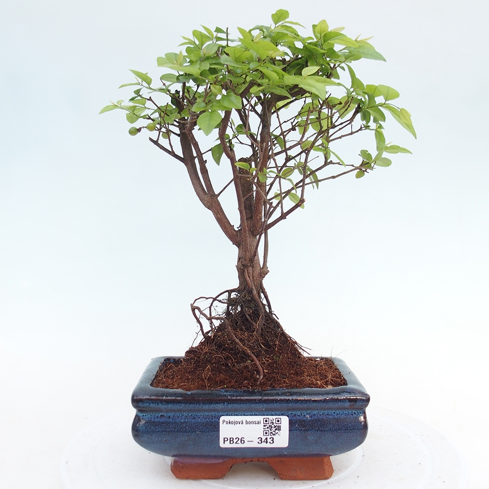 Room bonsai - Sageretia thea - Sageretia thea