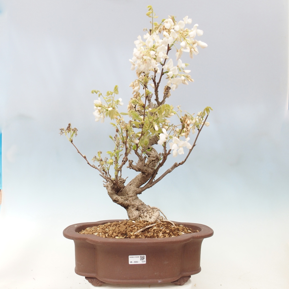 Outdoor bonsai - Vistaria - Wisteria