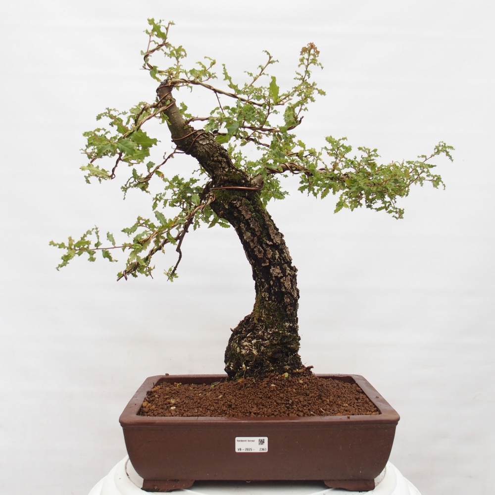 Yamadori - Quercus Ilex - Oak holly