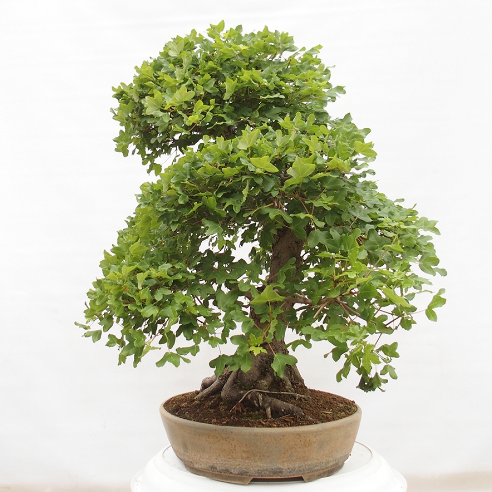 Outdoor bonsai - French Maple - Acer Nonspessulanum
