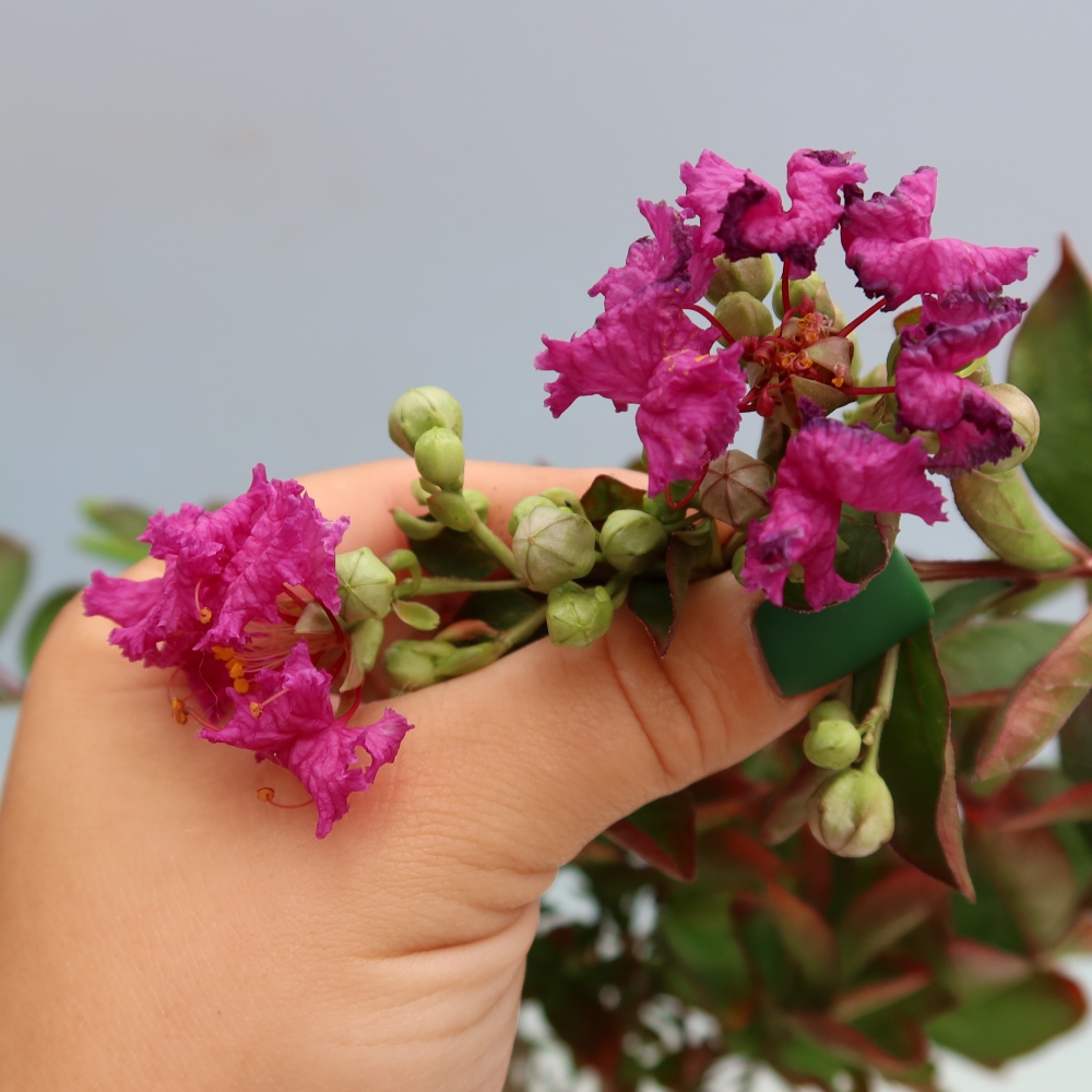 Indoor Bonsai - Lagerstroemia indica - Indian Lilac