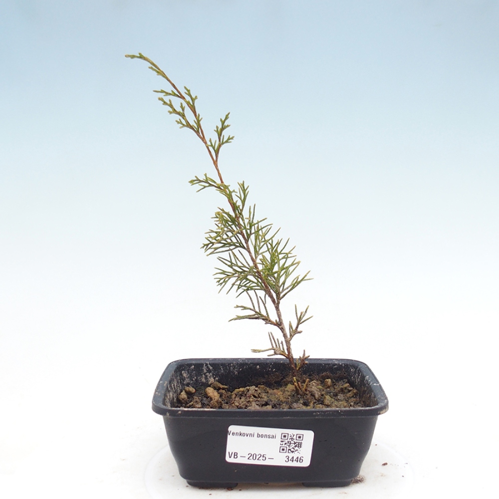 Outdoor bonsai - Juniperus chinensis Itoigawa - Chinese juniper