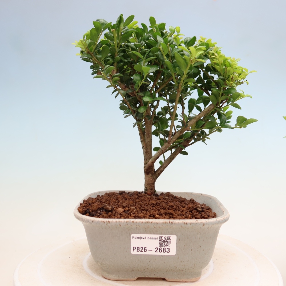 Room bonsai - Ilex crenata - Holly