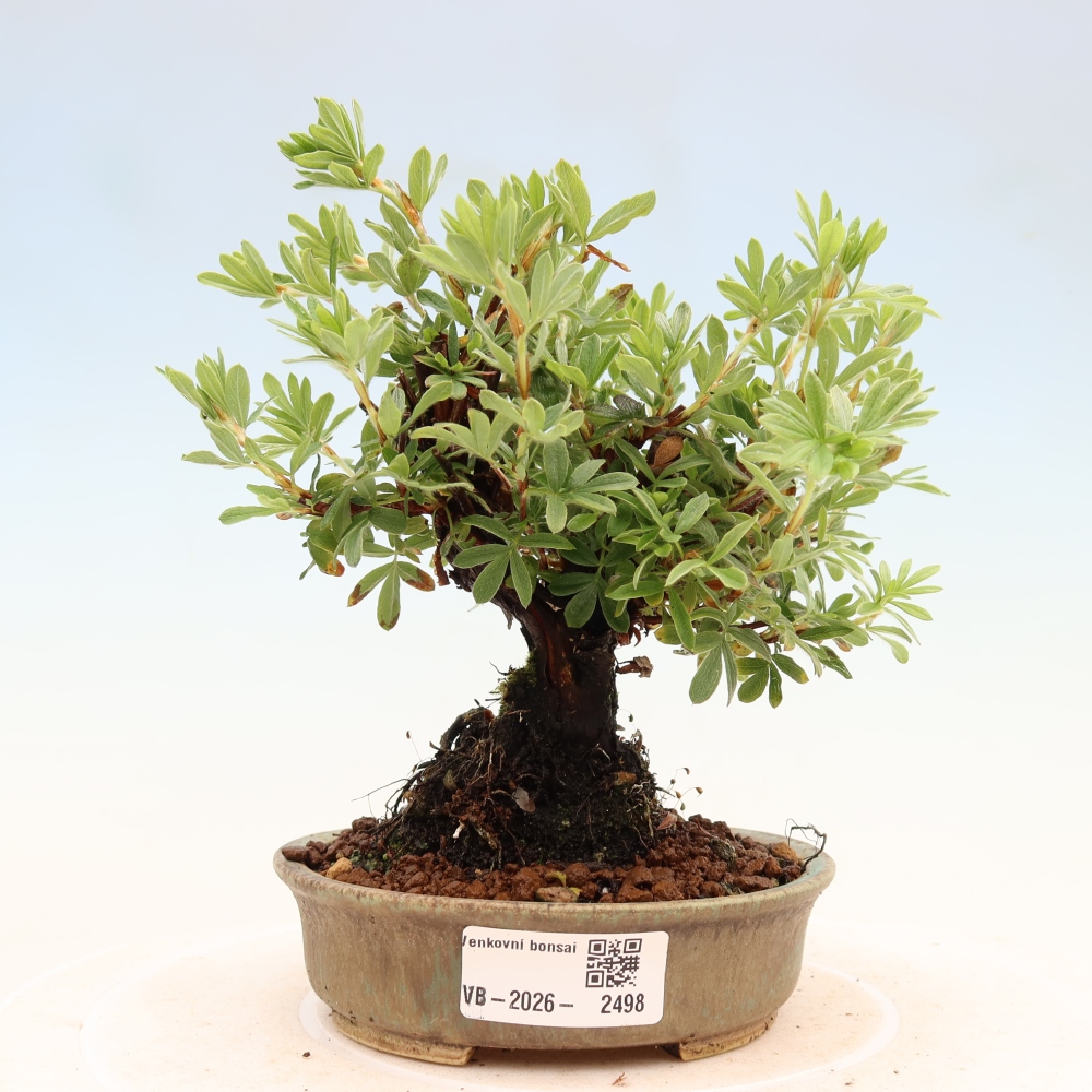 Outdoor bonsai - Potentila fruticosa