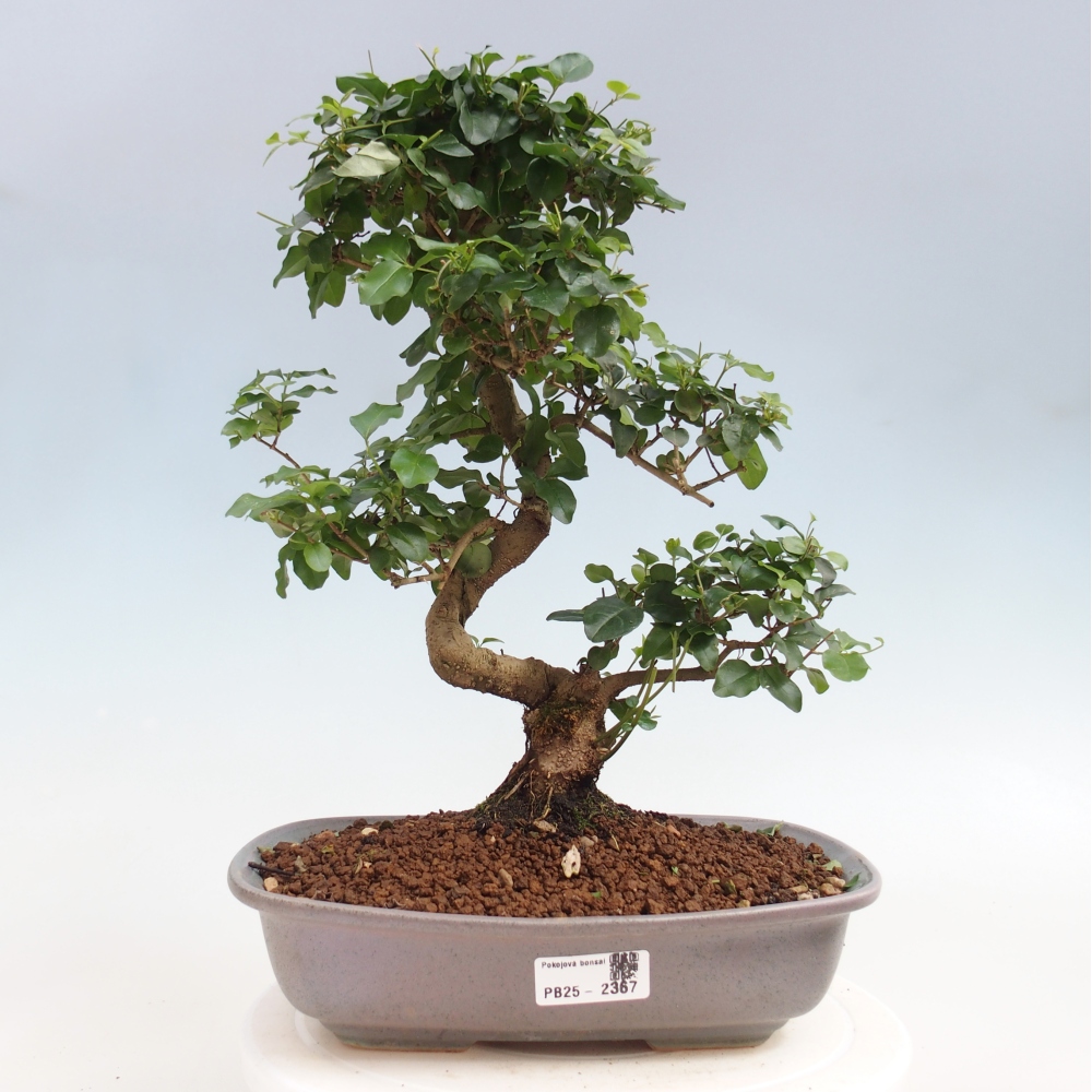 Room bonsai -Ligustrum chinensis - privet