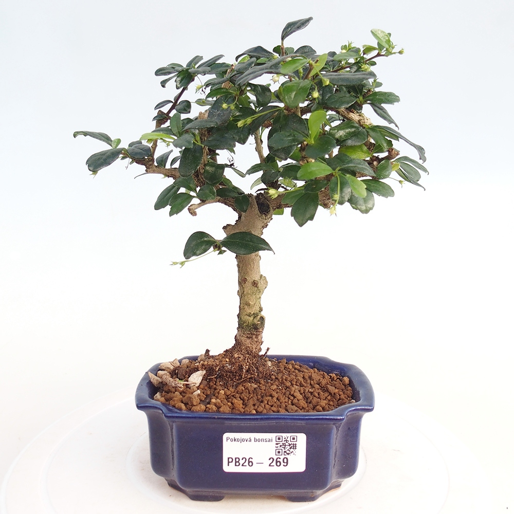 Room bonsai - Carmona macrophylla - Tea fuki