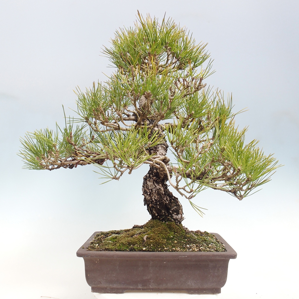 Outdoor bonsai - Pinus thunbergii - Thunberg pine