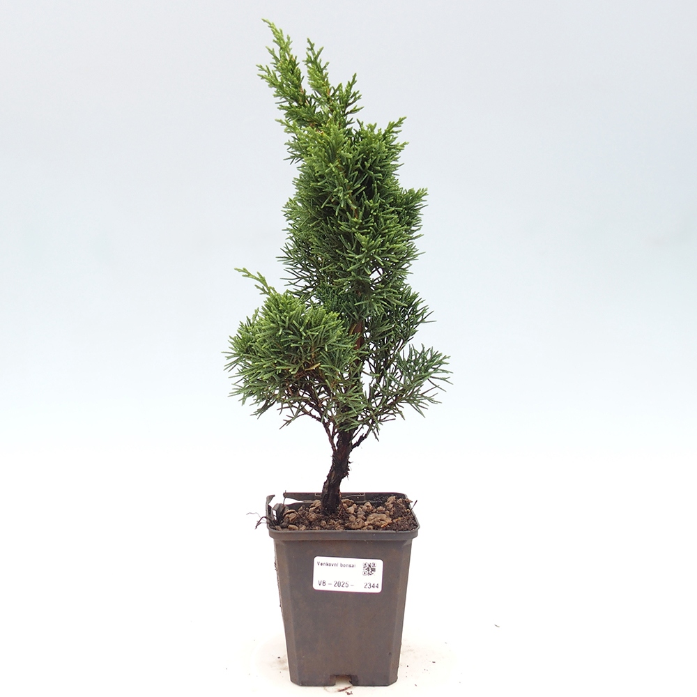 Outdoor bonsai - Juniperus chinensis Kishu - Chinese juniper