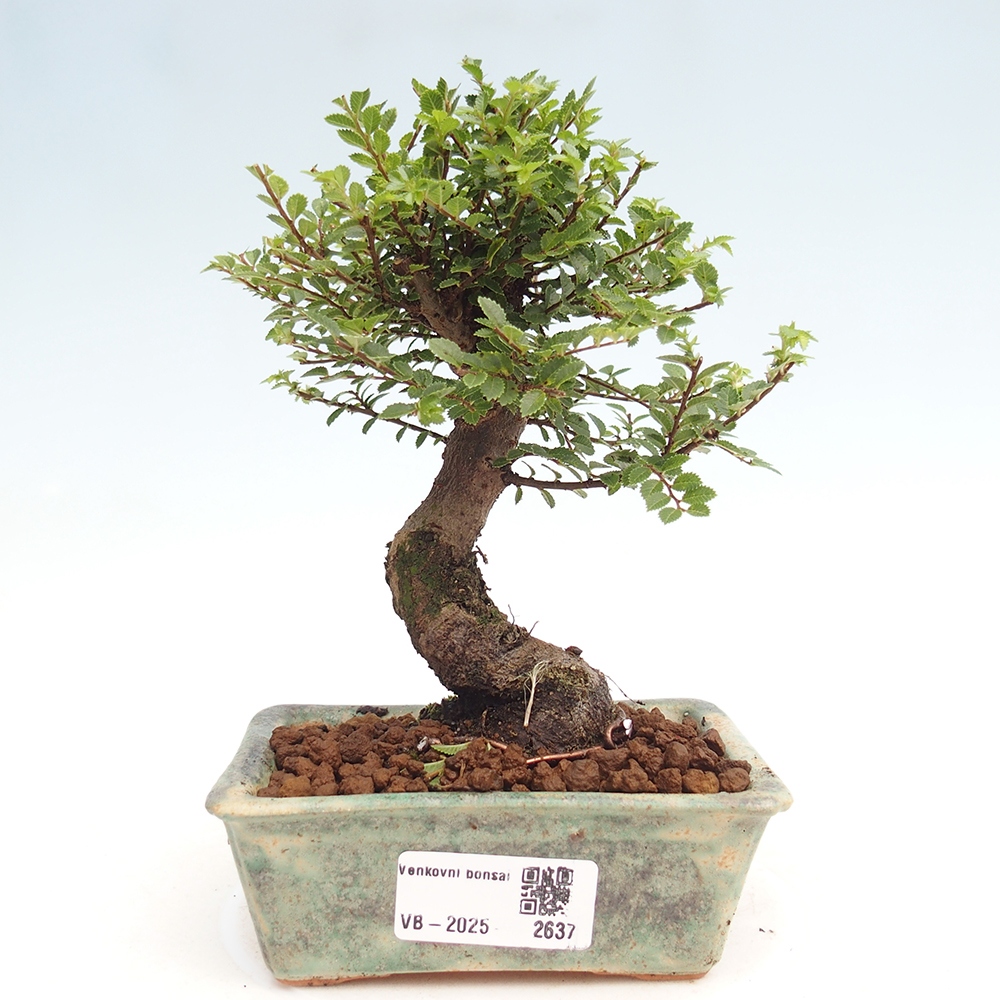 Outdoor bonsai - Ulmus parvifolia Hokkaido - Chinese elm