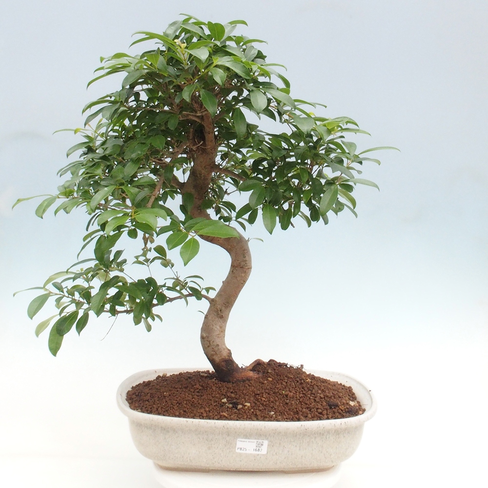 Indoor Bonsai - Australian Cherry - Eugenia uniflora