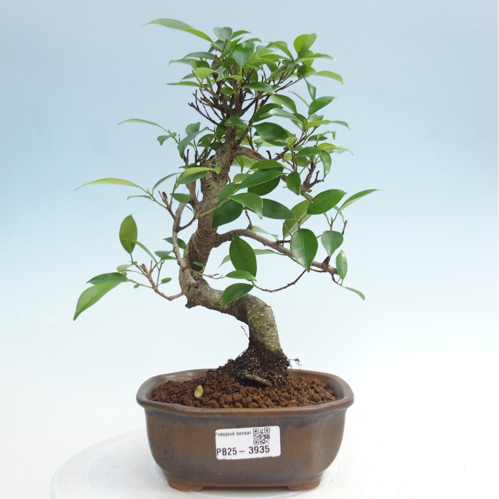 Room bonsai - Ficus retusa - small-leaved ficus