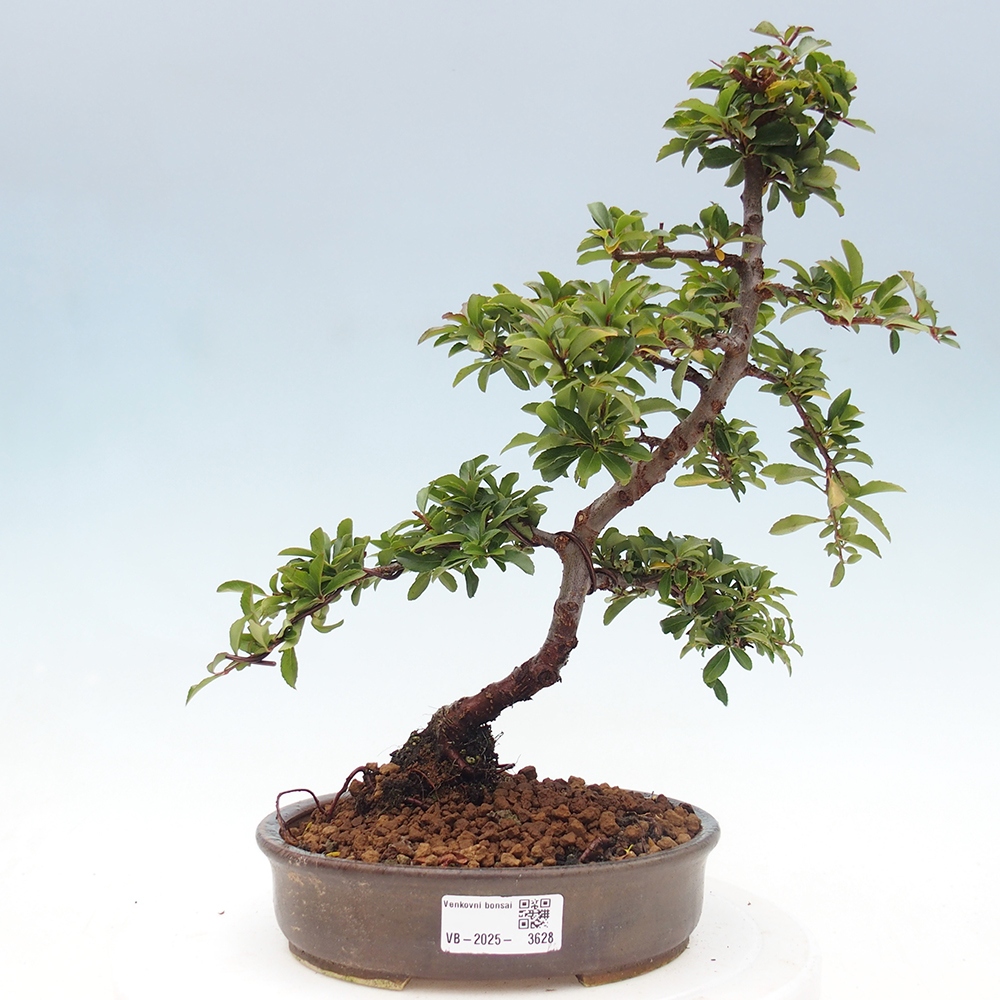 Outdoor Bonsai-Pyracanta Teton -Bakery
