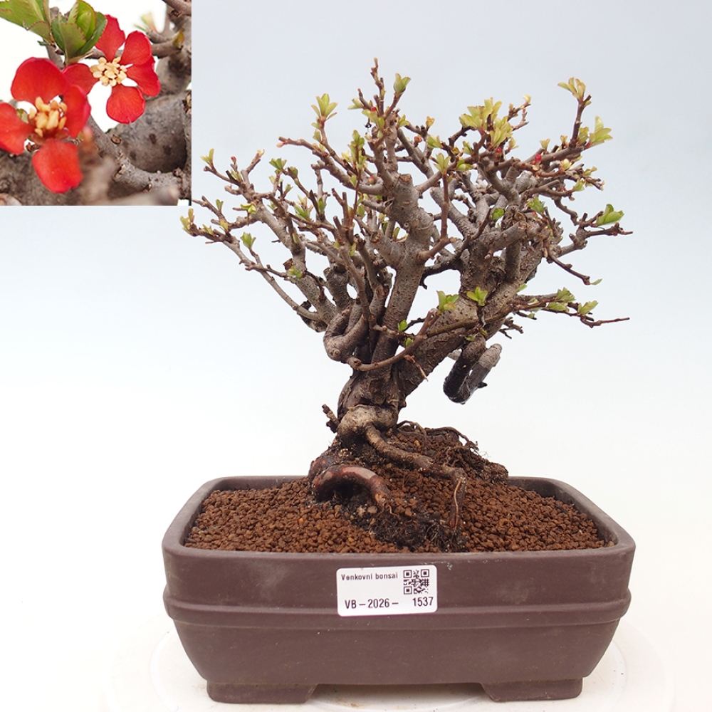 Outdoor bonsai - Chaneomeles speciosa - Quince