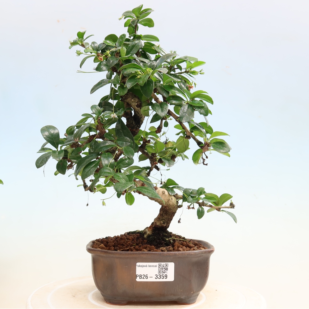 Room bonsai - Carmona macrophylla - Tea fuki