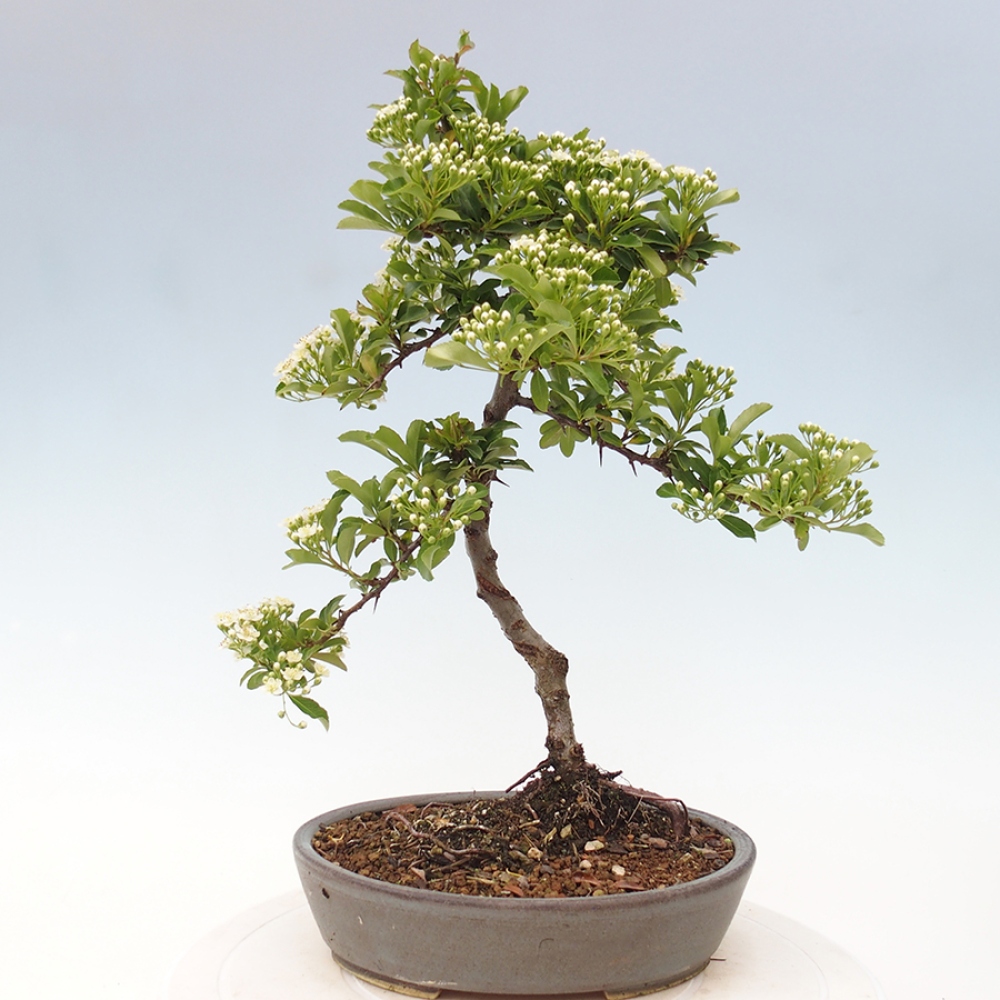 Outdoor Bonsai-Pyracanta Teton -Bakery