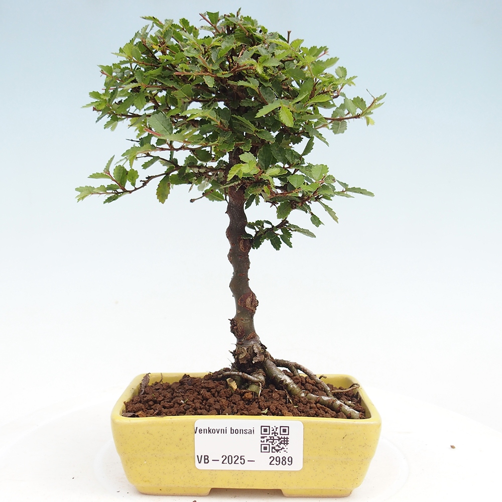 Outdoor bonsai - Ulmus parvifolia Sagei - Small-leaved elm