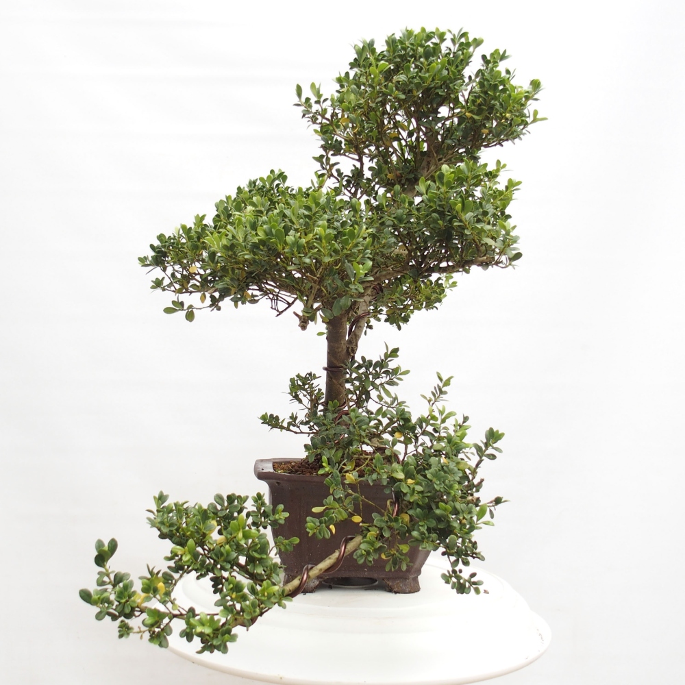 Indoor bonsai - Ilex crenata - Holly