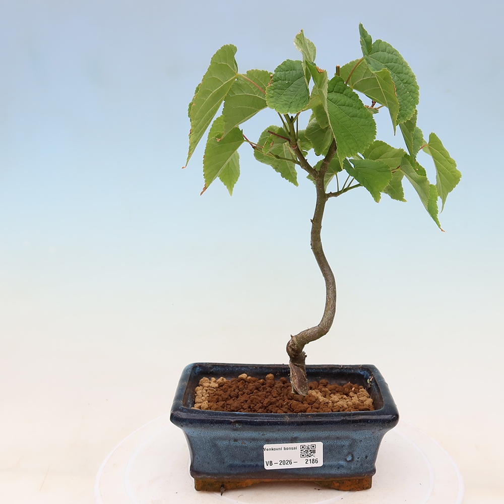 Outdoor Bonsai - Small-leaved Linden - Tilia cordata