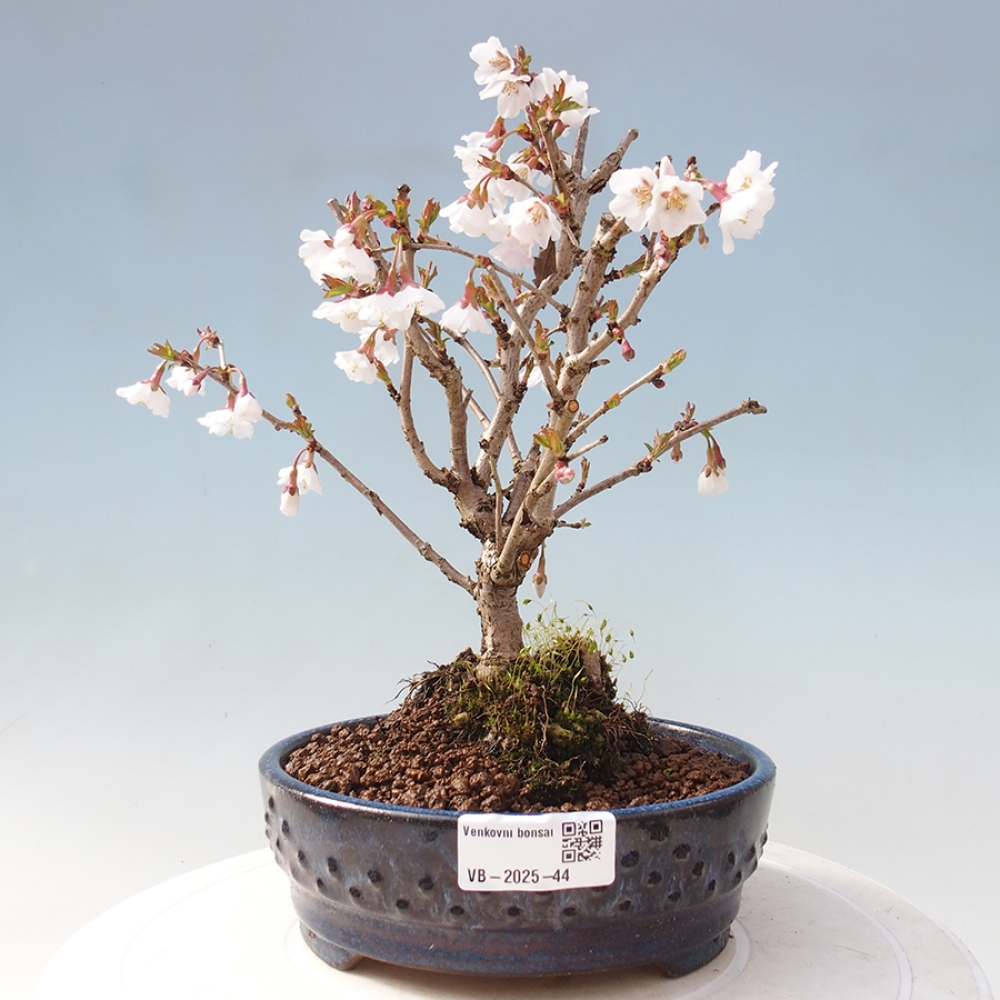 Outdoor bonsai - Prunus incisa Kojou-no mai-Plum cut