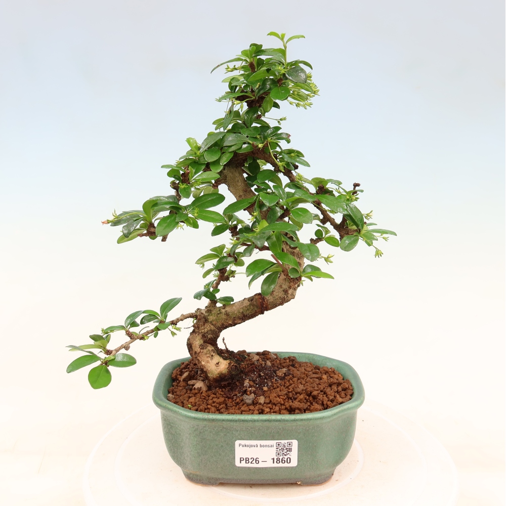 Room bonsai - Carmona macrophylla - Tea fuki