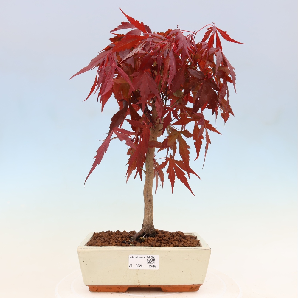 Outdoor bonsai - Acer palm. Atropurpureum-Javor palmate