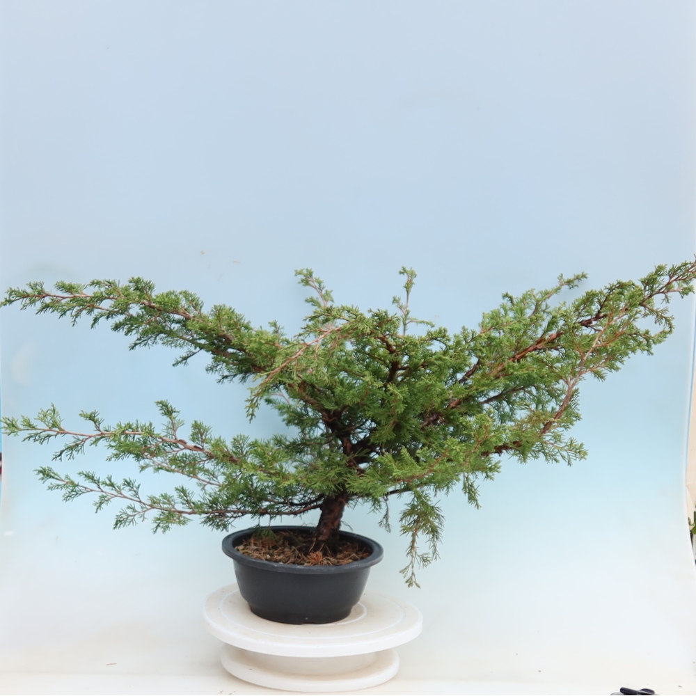Outdoor Bonsai - Juniperus chinensis Itoigawa - Chinese Juniper